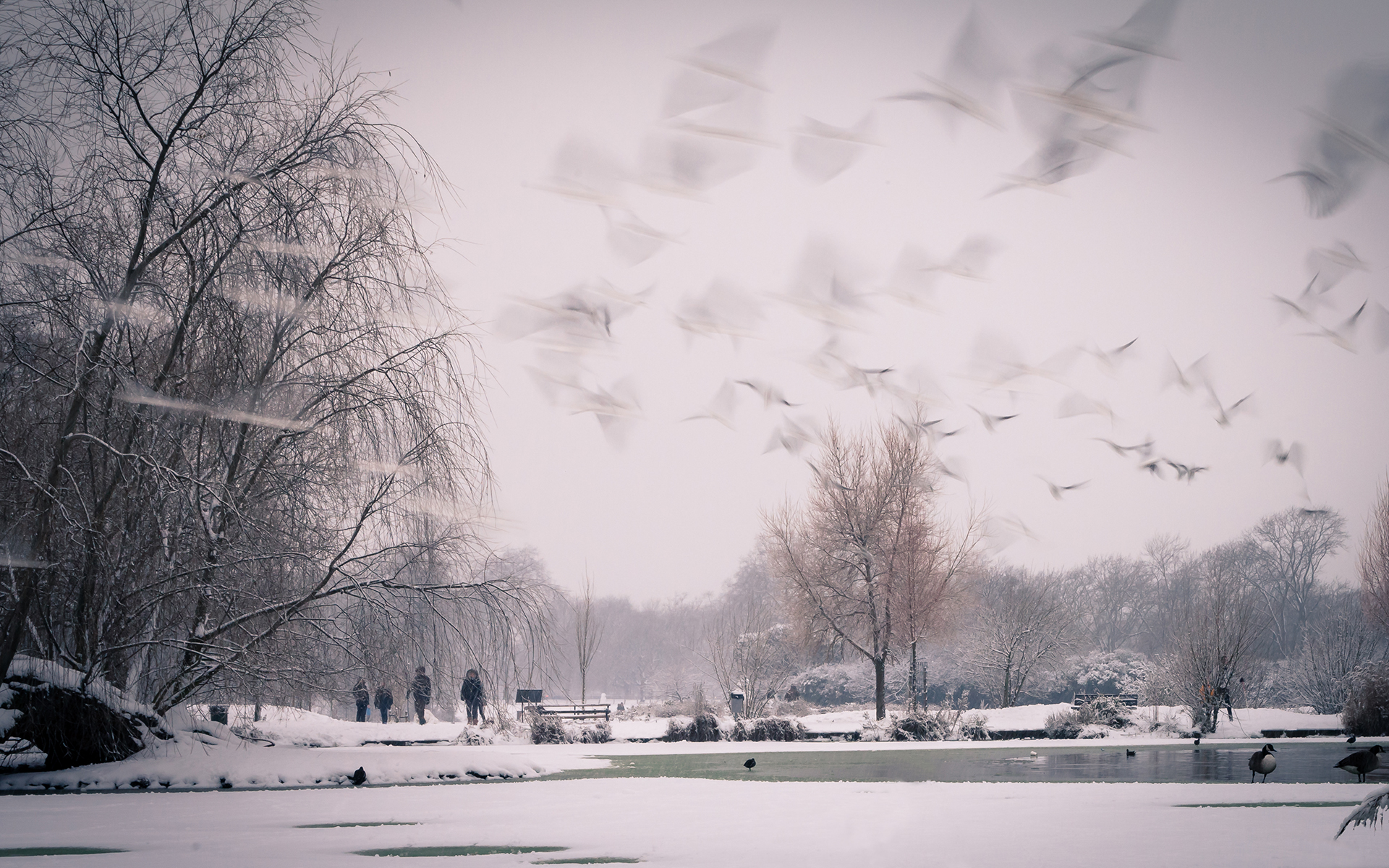 snow, Winter, Trees, Park, Birds, Timelapse, Pond Wallpaper