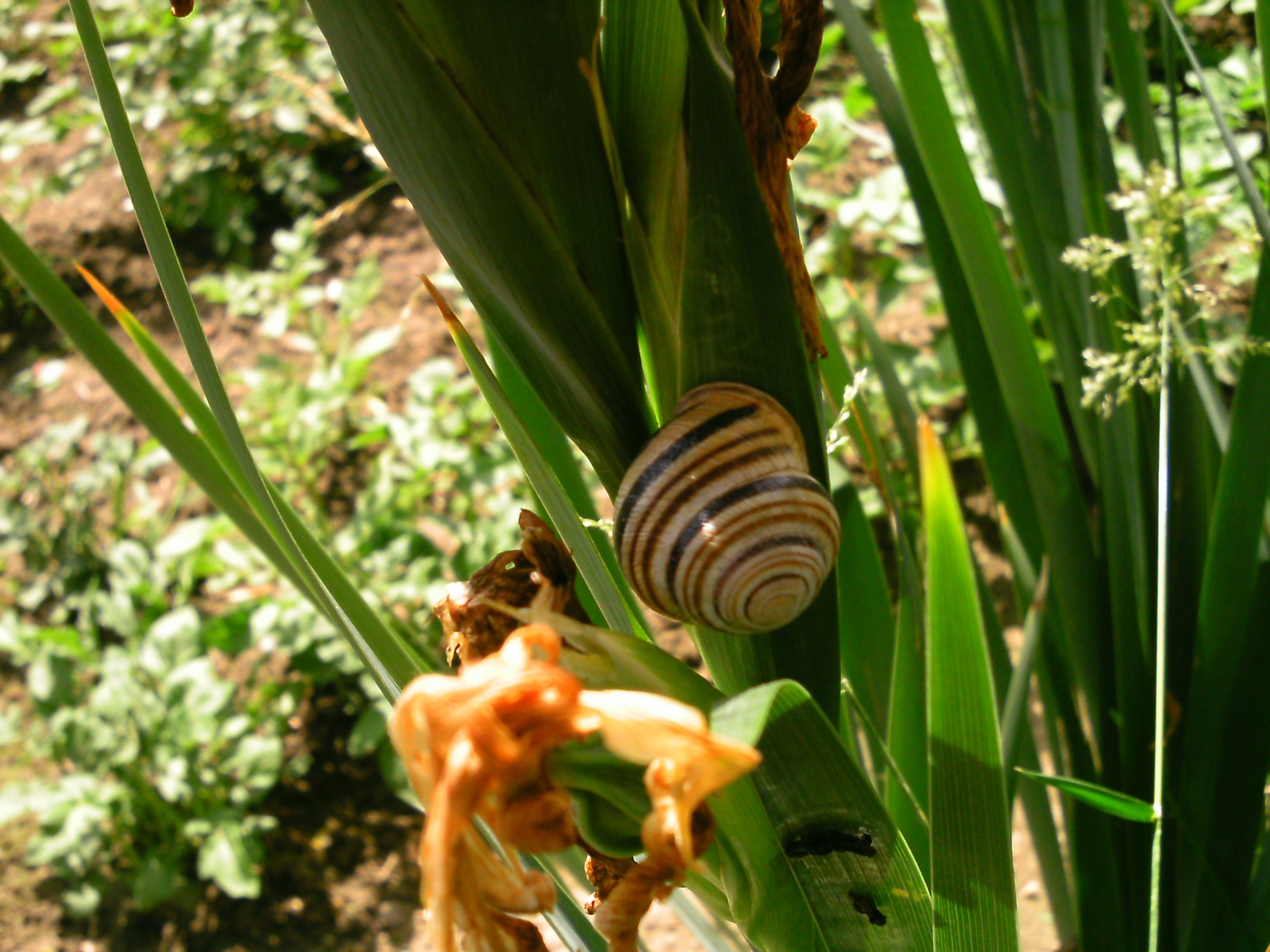 flowers, Snail Wallpaper