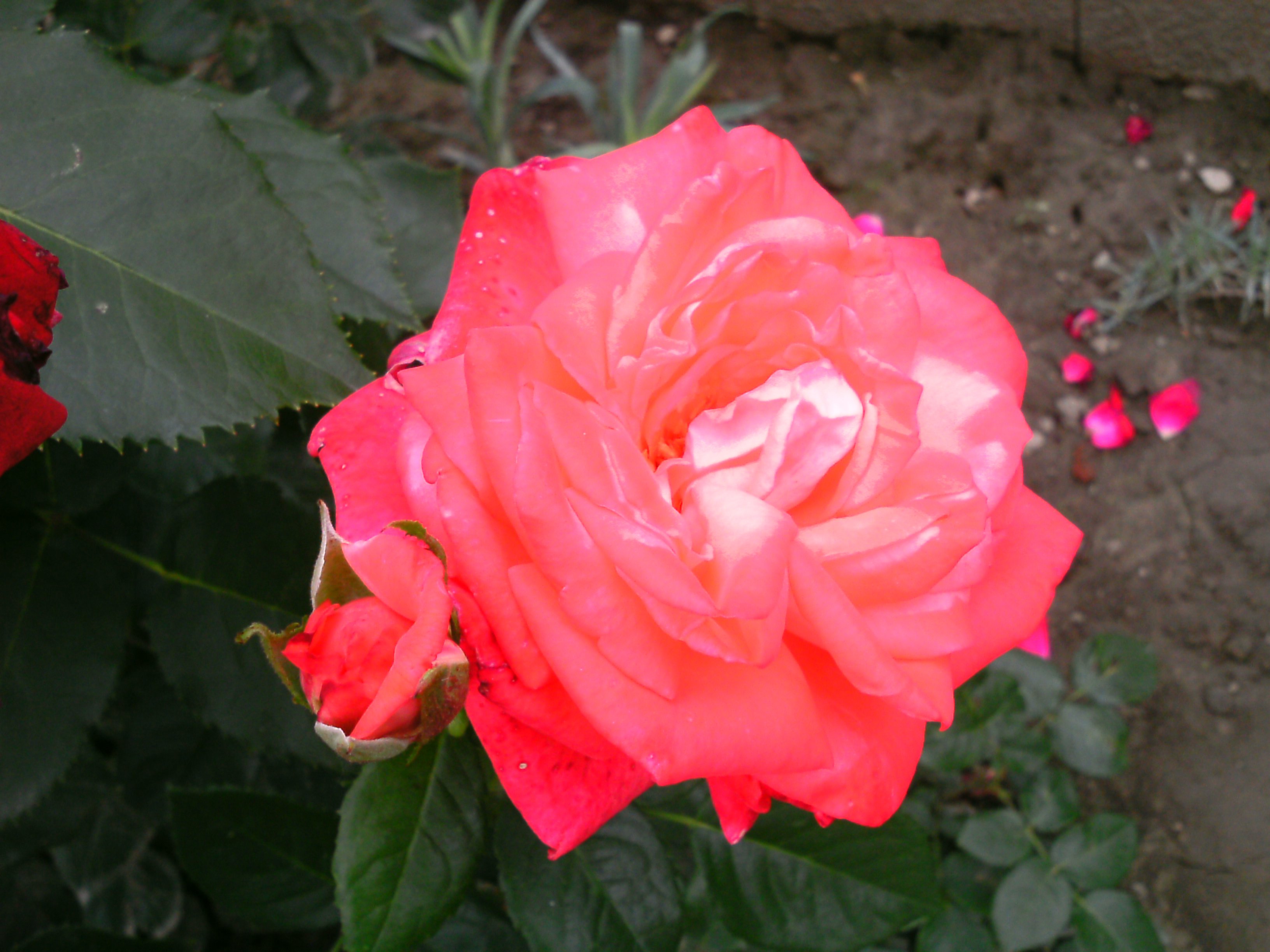rose Wallpaper