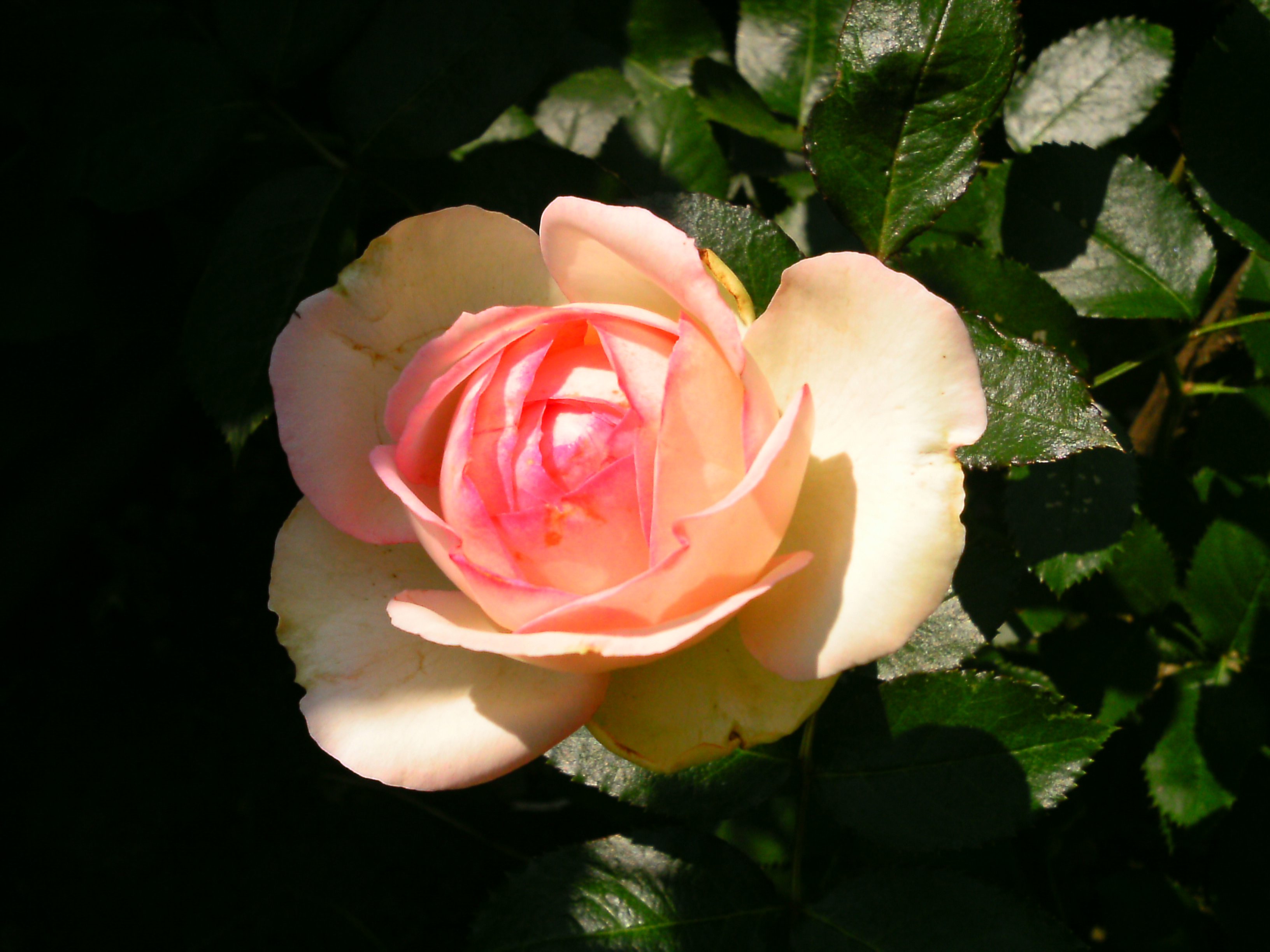 rose Wallpaper