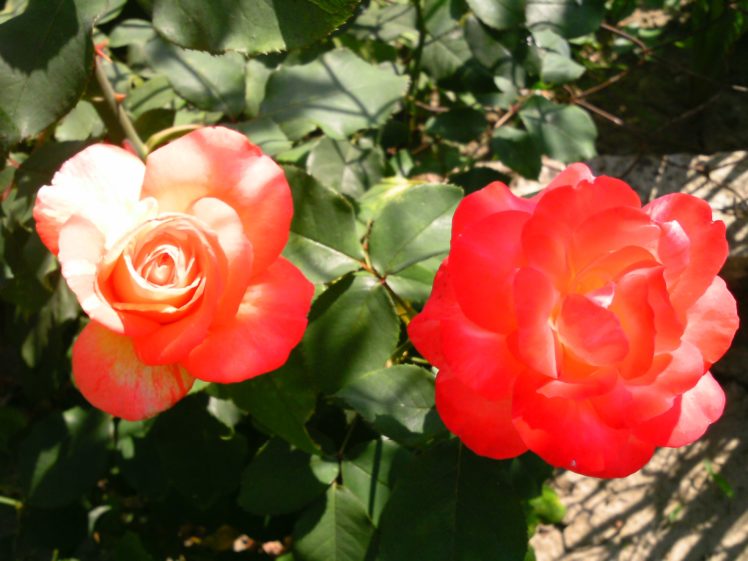 roses HD Wallpaper Desktop Background