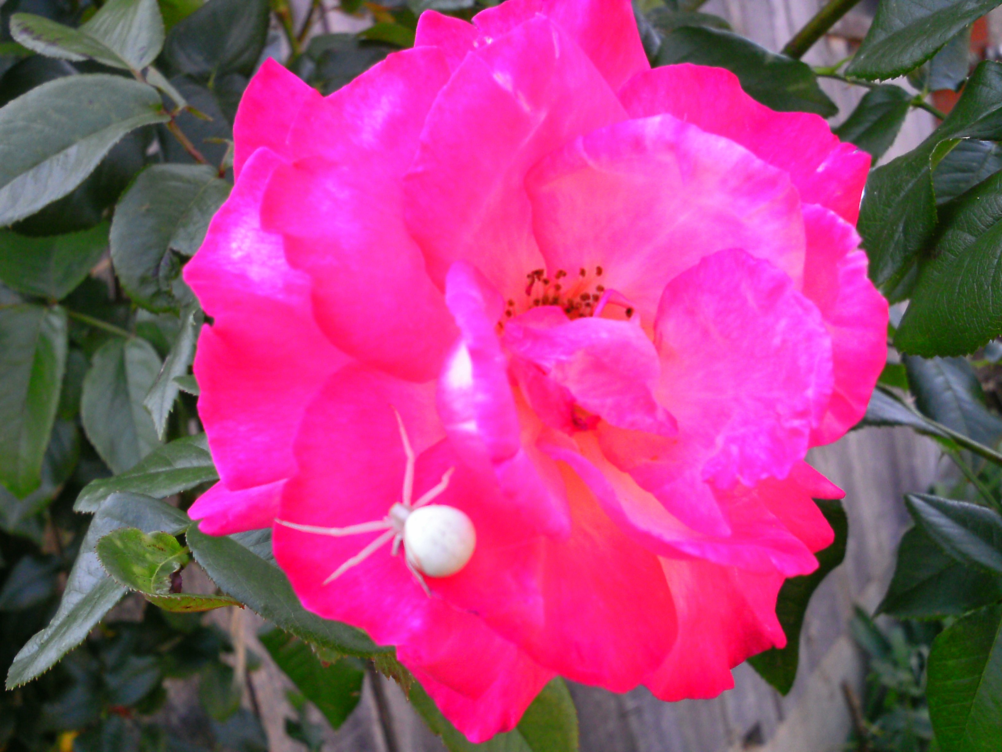 rose Wallpaper