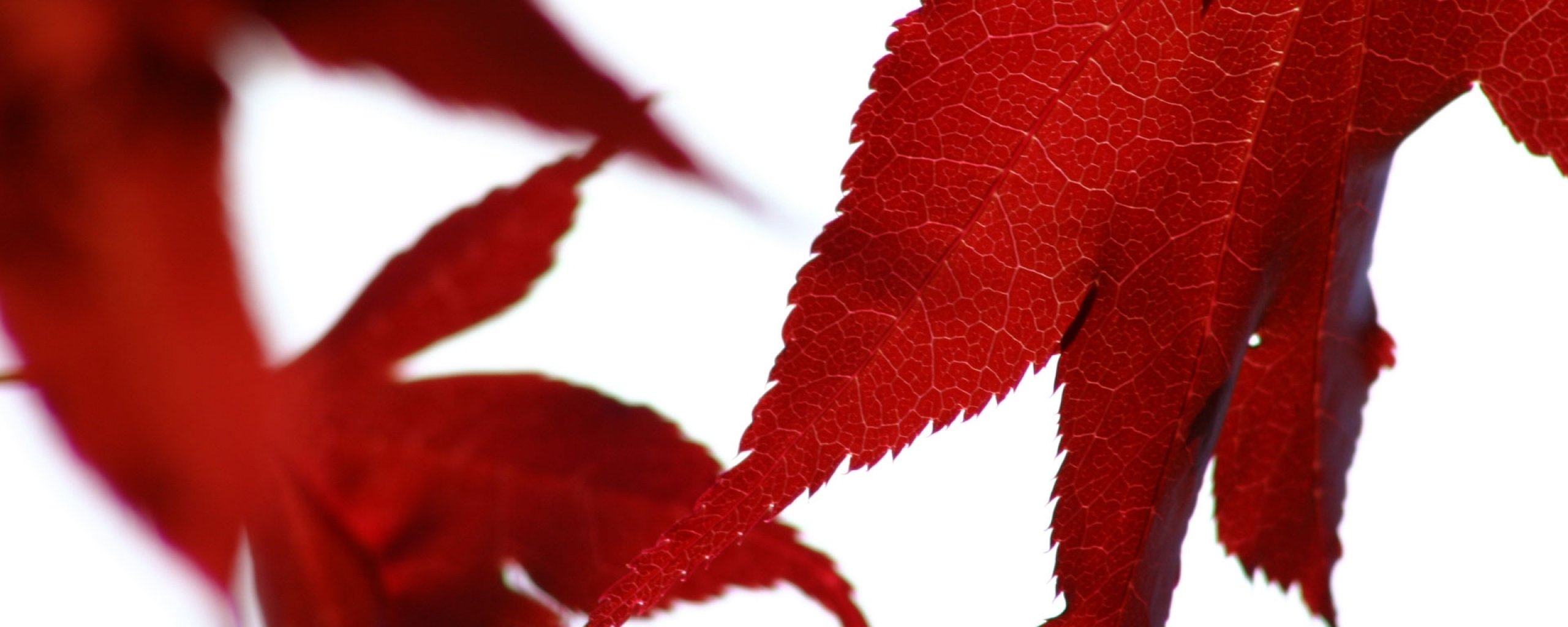 multi, Monitor, Dual, Screen, Widescreen Wallpaper