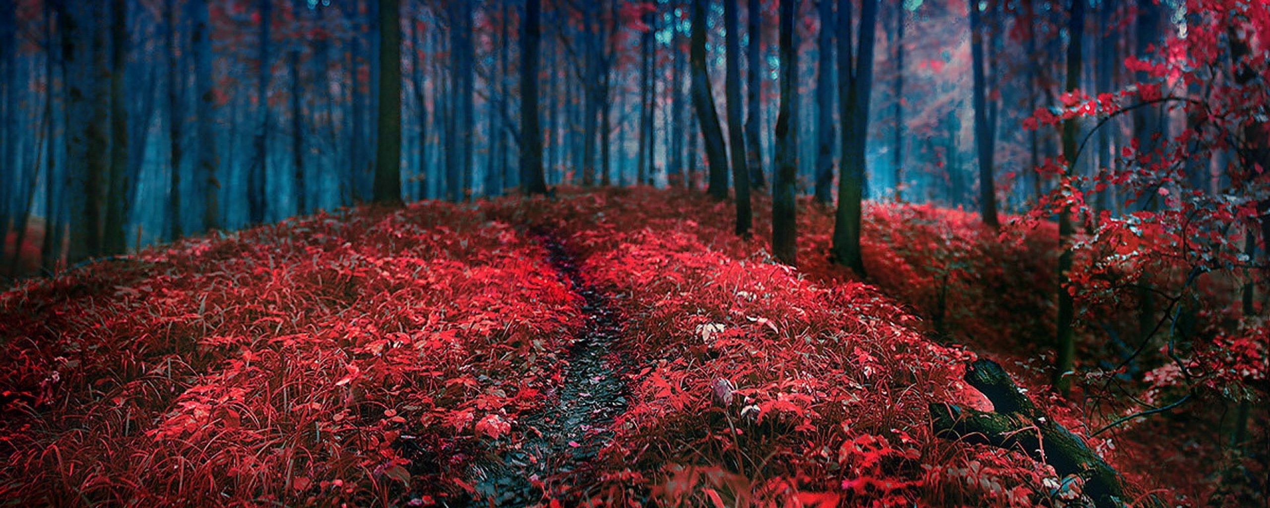 multi, Monitor, Dual, Screen, Widescreen Wallpaper