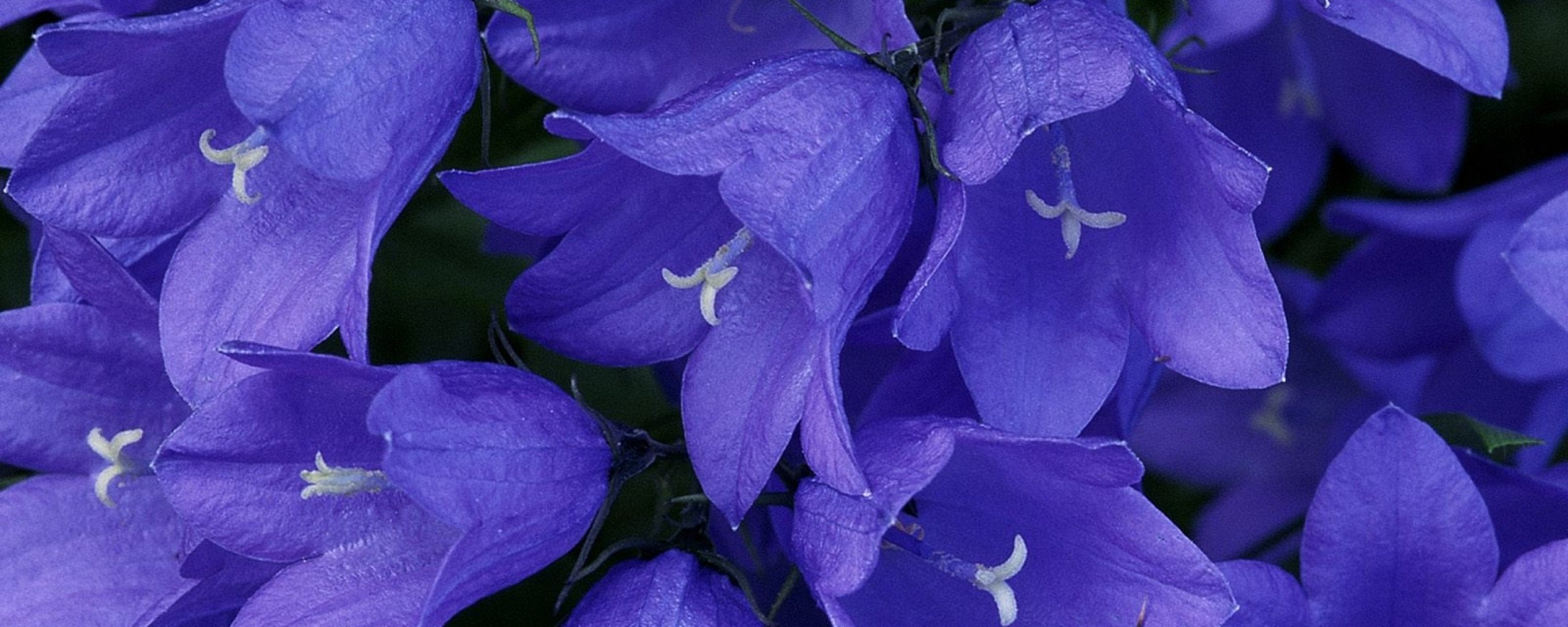 multi, Monitor, Dual, Screen, Widescreen Wallpaper