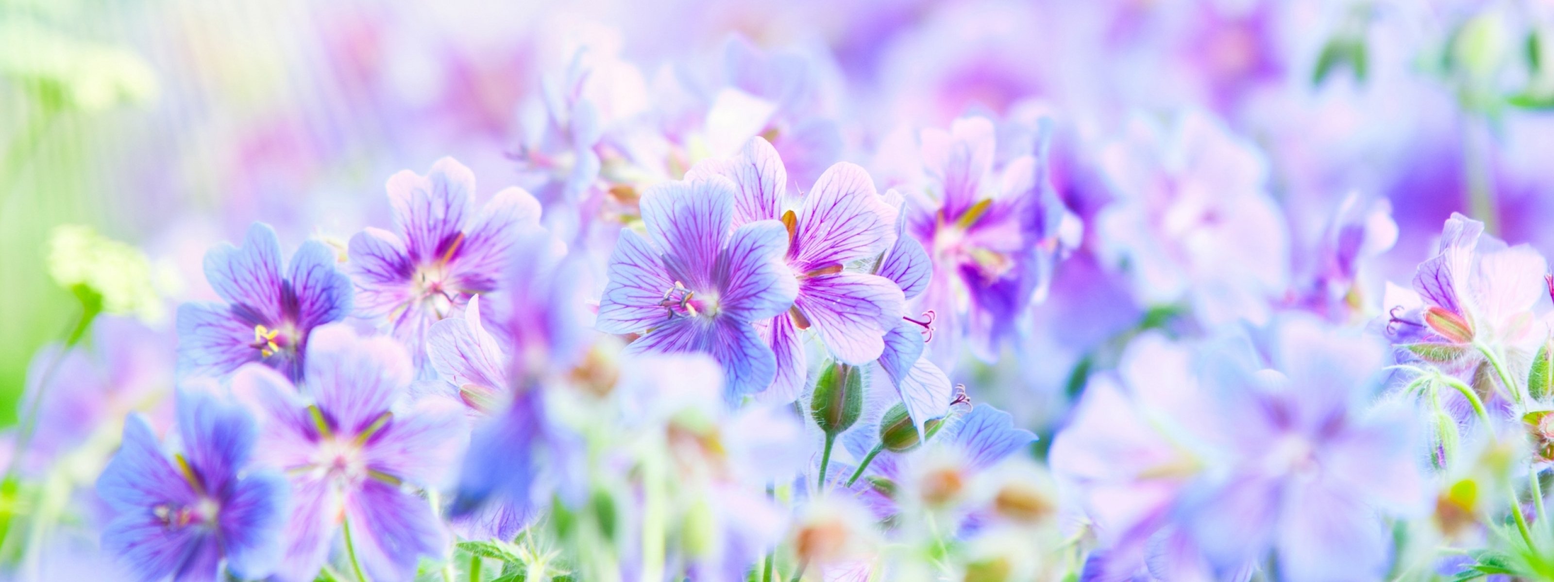 multi, Monitor, Dual, Screen, Widescreen Wallpaper