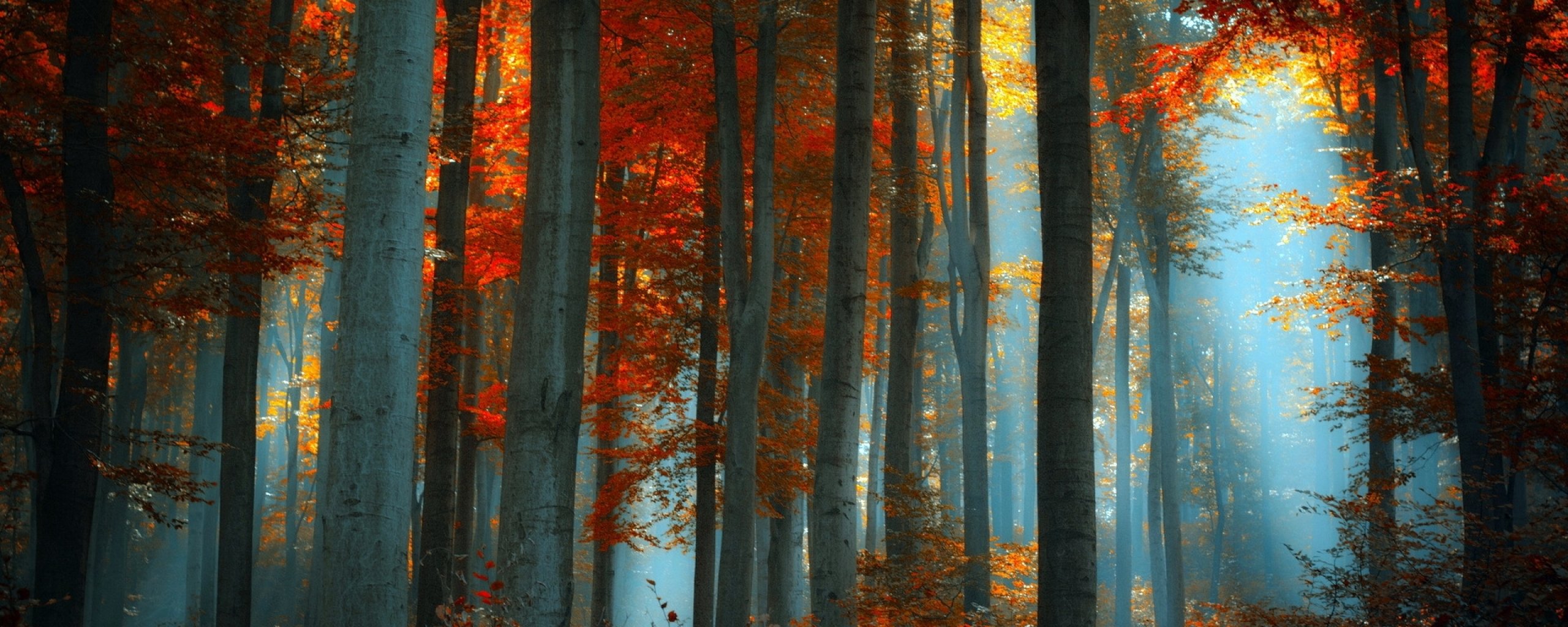 multi, Monitor, Dual, Screen, Widescreen Wallpaper