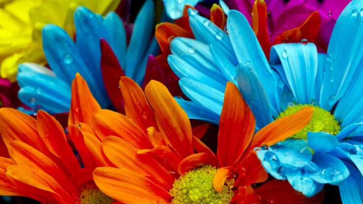 flores, Colores HD Wallpaper Desktop Background
