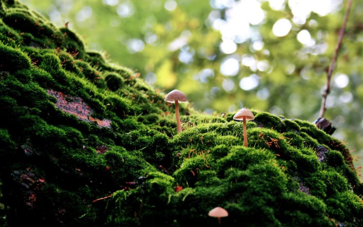 mushrooms, Moss HD Wallpaper Desktop Background