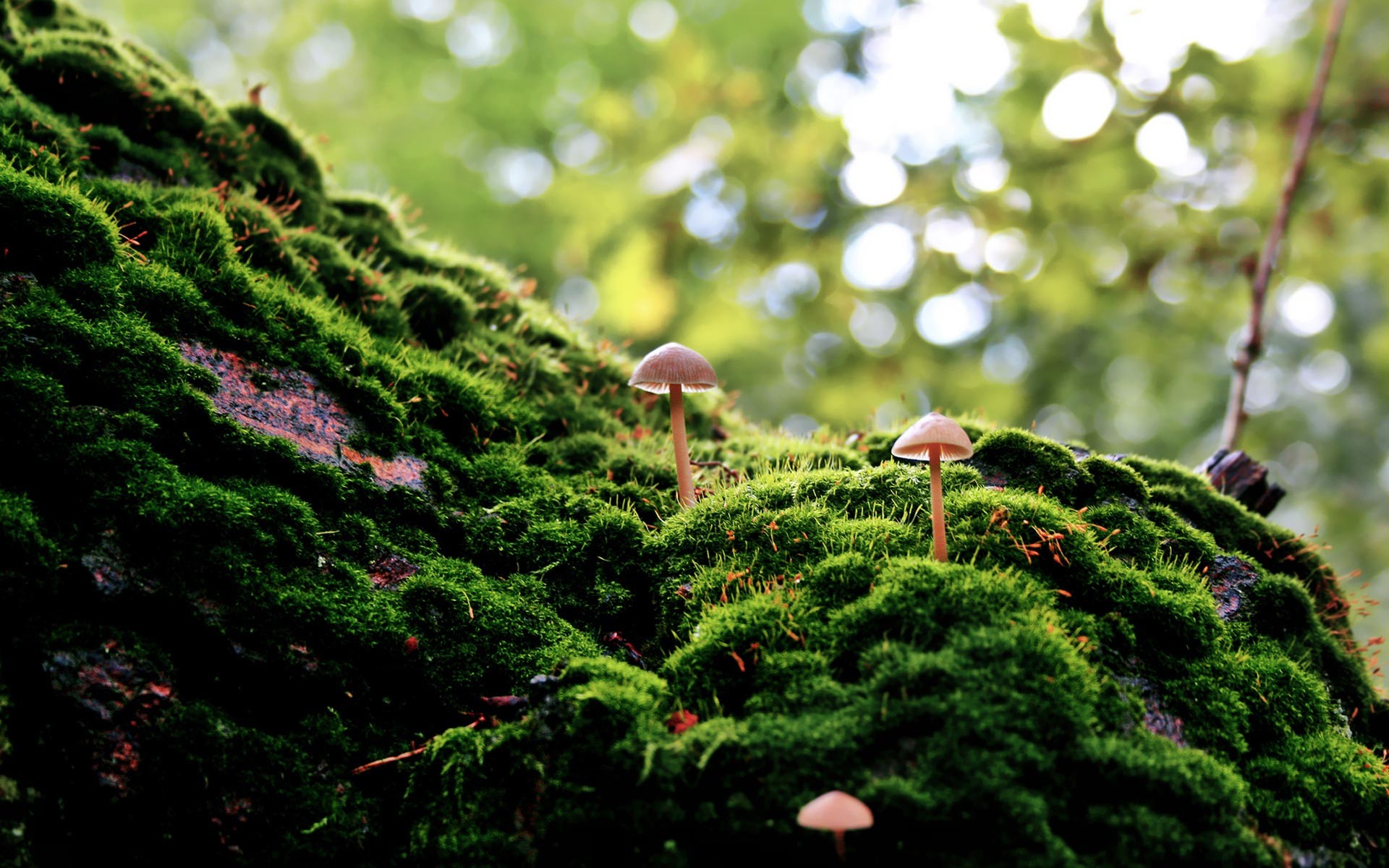 mushrooms, Moss Wallpaper
