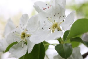 pear, Flowers, Blossom, Spring, Leaves, Tree, Macro