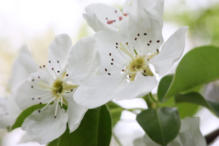 pear, Flowers, Blossom, Spring, Leaves, Tree, Macro HD Wallpaper Desktop Background