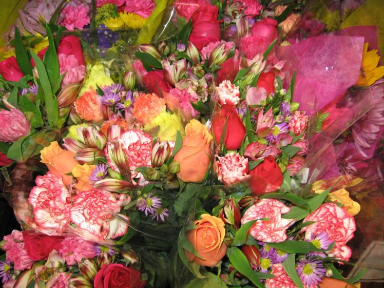 flores, Colores, Naturaleza HD Wallpaper Desktop Background