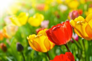tulipanes, Colores, Naturaleza