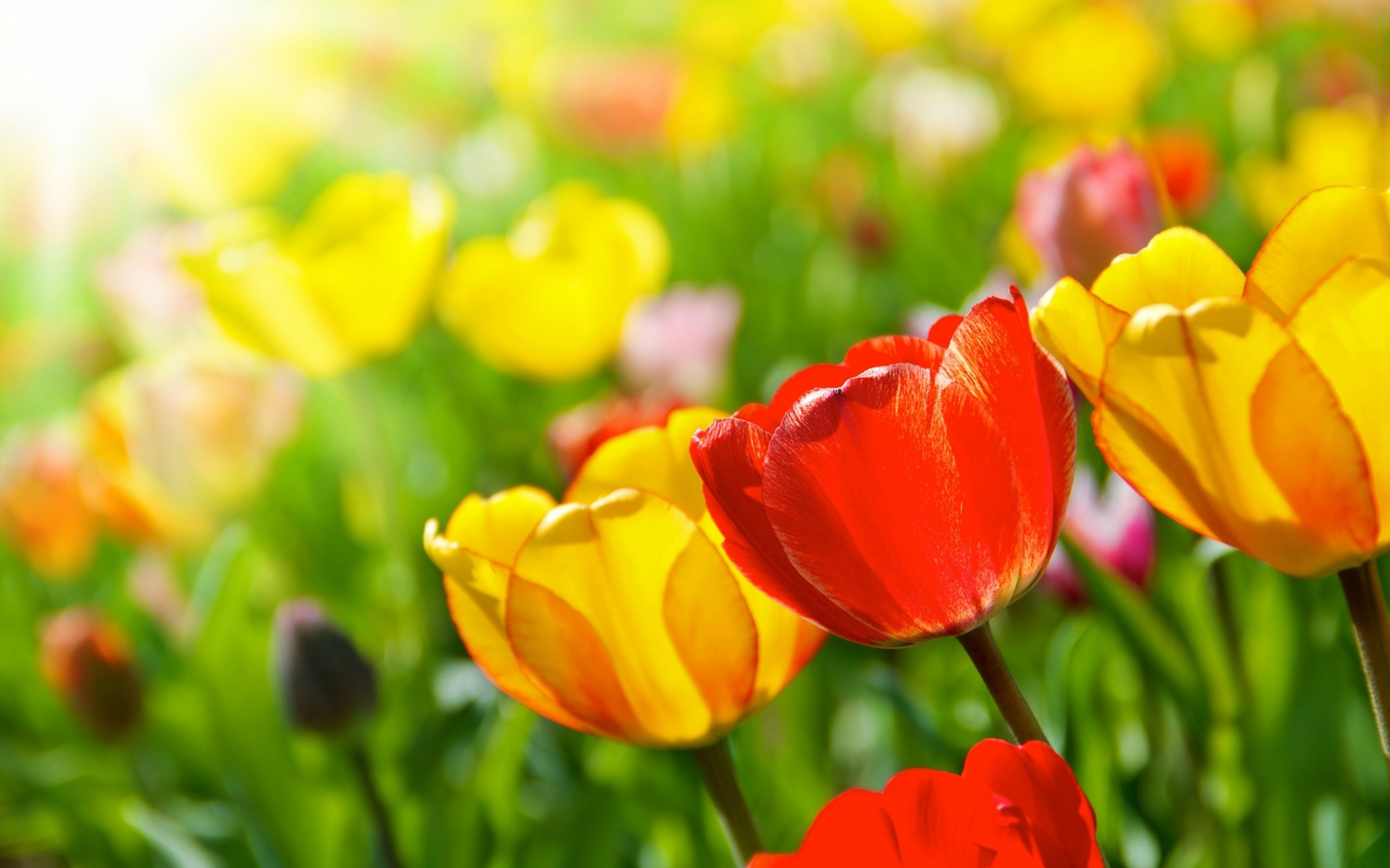 tulipanes, Colores, Naturaleza Wallpaper