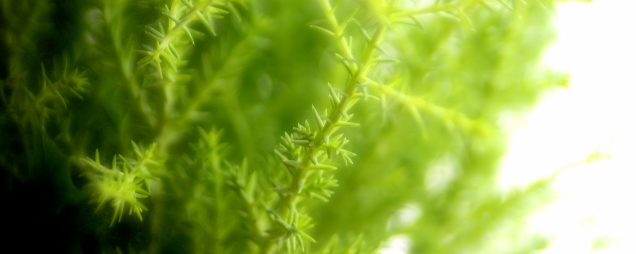 multi, Monitor, Dual, Screen, Widescreen Wallpaper