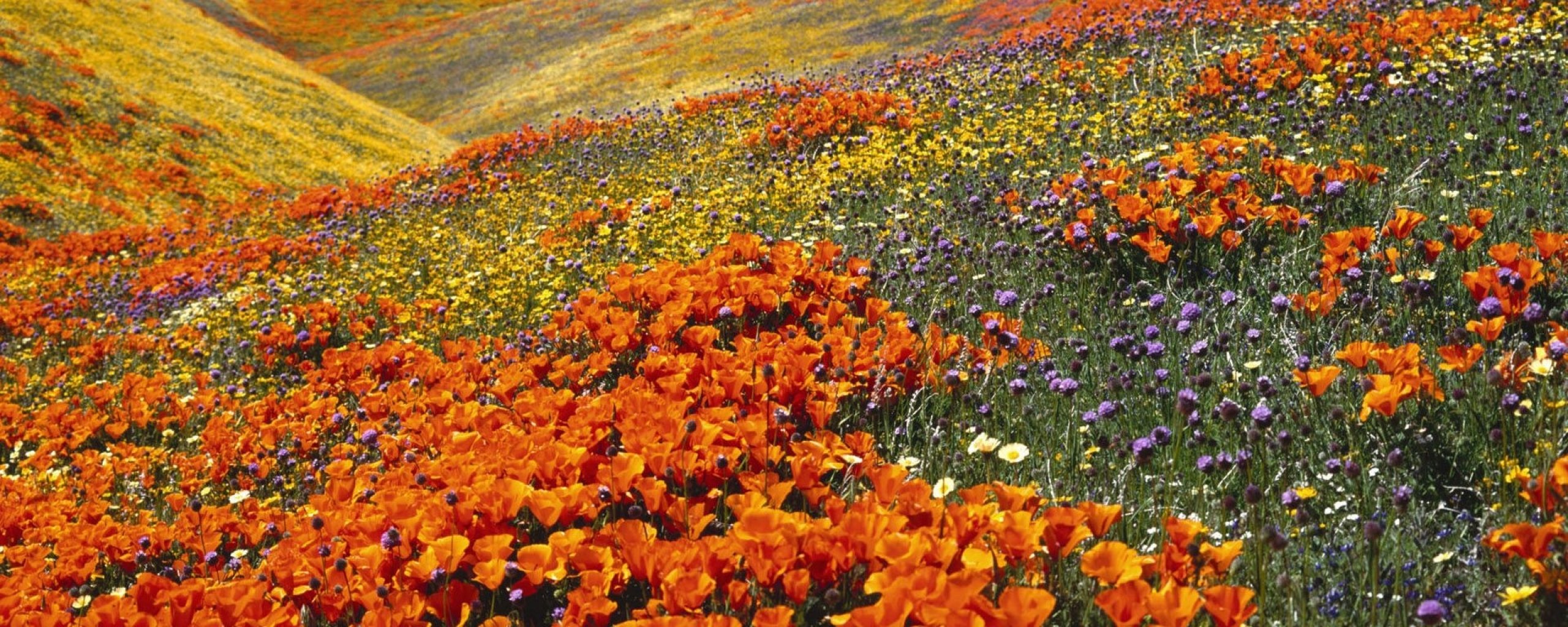 multi, Monitor, Dual, Screen, Widescreen Wallpaper