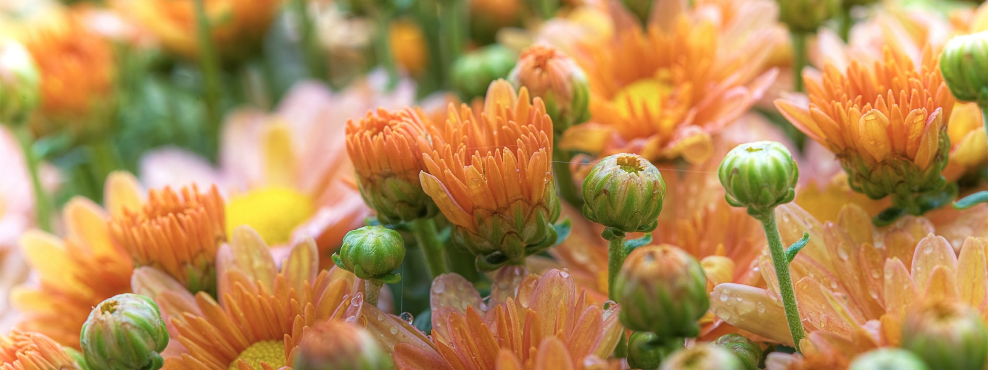 multi, Monitor, Dual, Screen, Widescreen Wallpaper