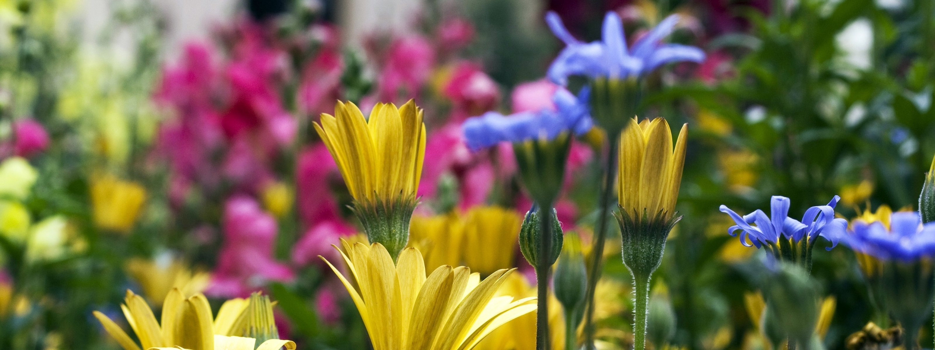 multi, Monitor, Dual, Screen, Widescreen Wallpaper