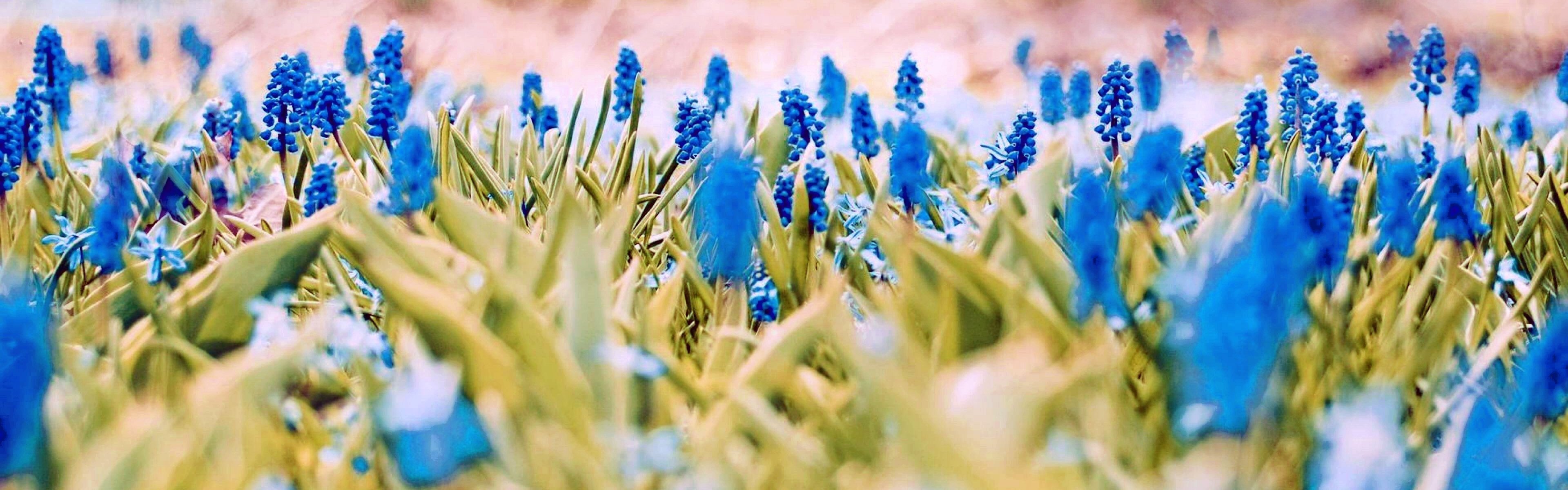 multi, Monitor, Dual, Screen, Widescreen Wallpaper