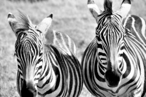 zebras, Zebra, Stripes, Pattern