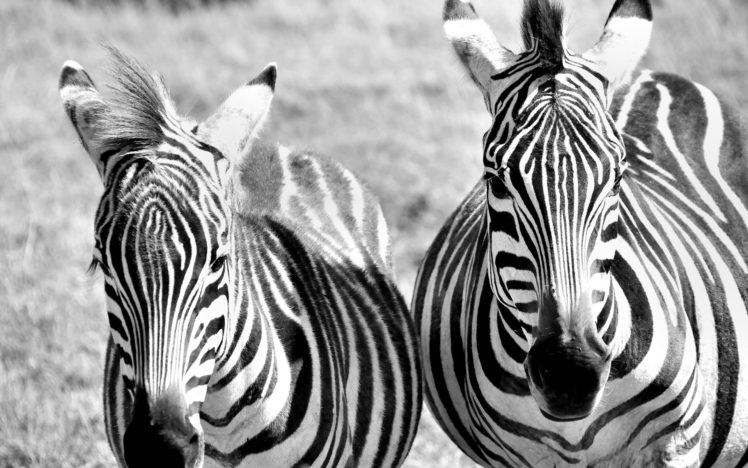 zebras, Zebra, Stripes, Pattern HD Wallpaper Desktop Background