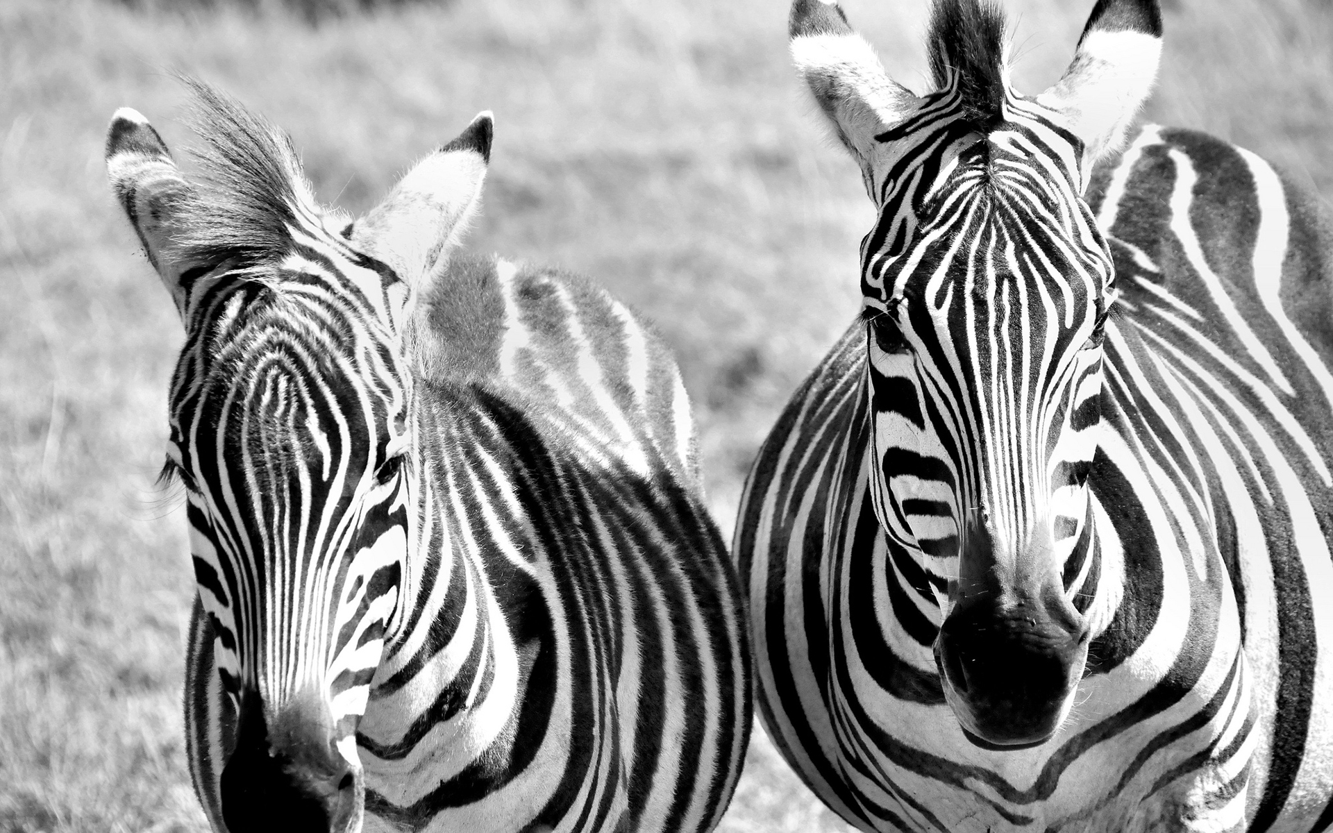 zebras, Zebra, Stripes, Pattern Wallpaper