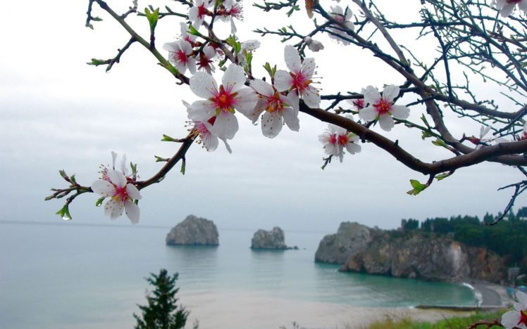 ocean, Sea, Drops, Flowers, Trees, Blossom, Blossoms HD Wallpaper Desktop Background