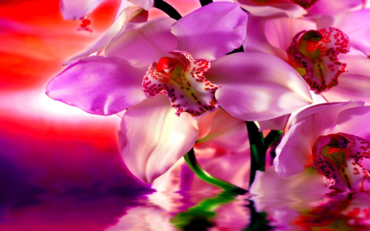 orchidea HD Wallpaper Desktop Background