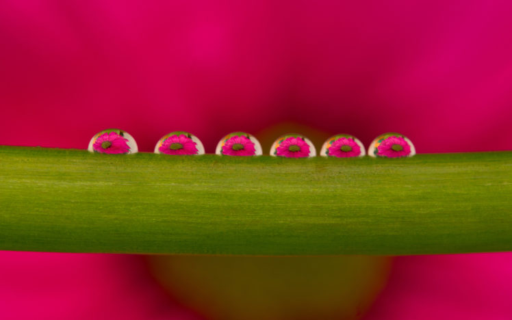 water, Drops, Macro, Flowers HD Wallpaper Desktop Background