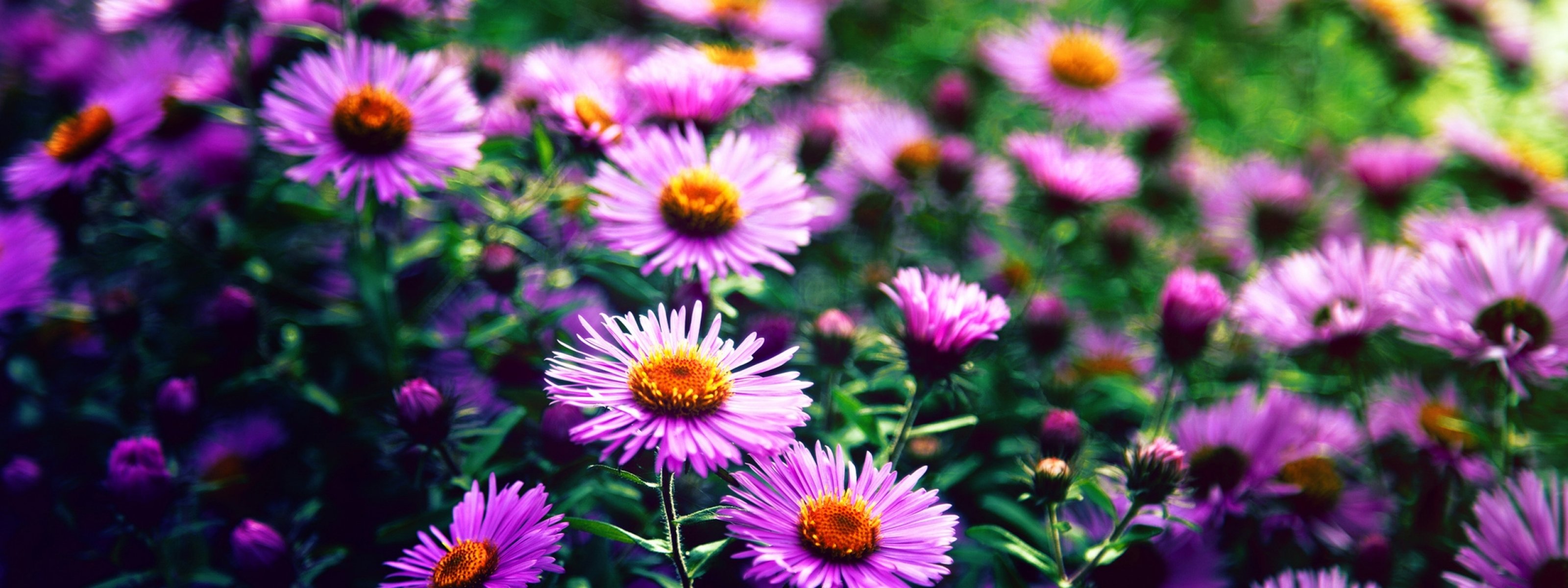 multi, Monitor, Dual, Screen, Widescreen Wallpaper