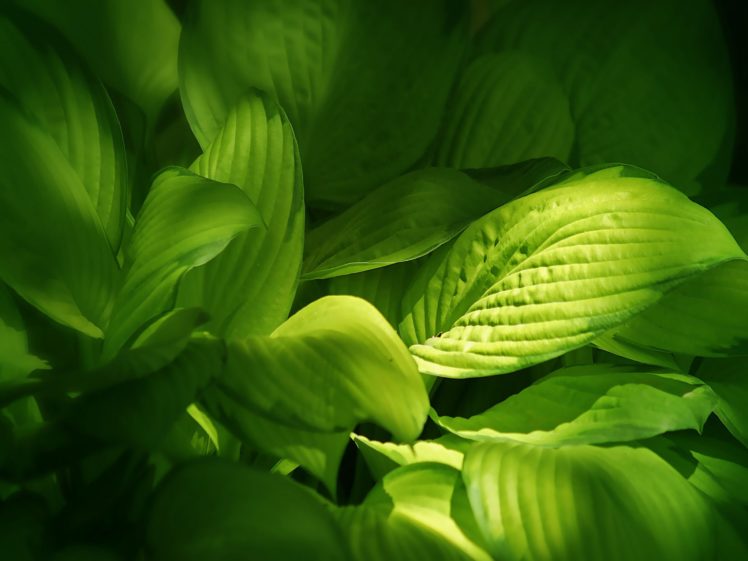 hojas, Verdes, Naturaleza HD Wallpaper Desktop Background
