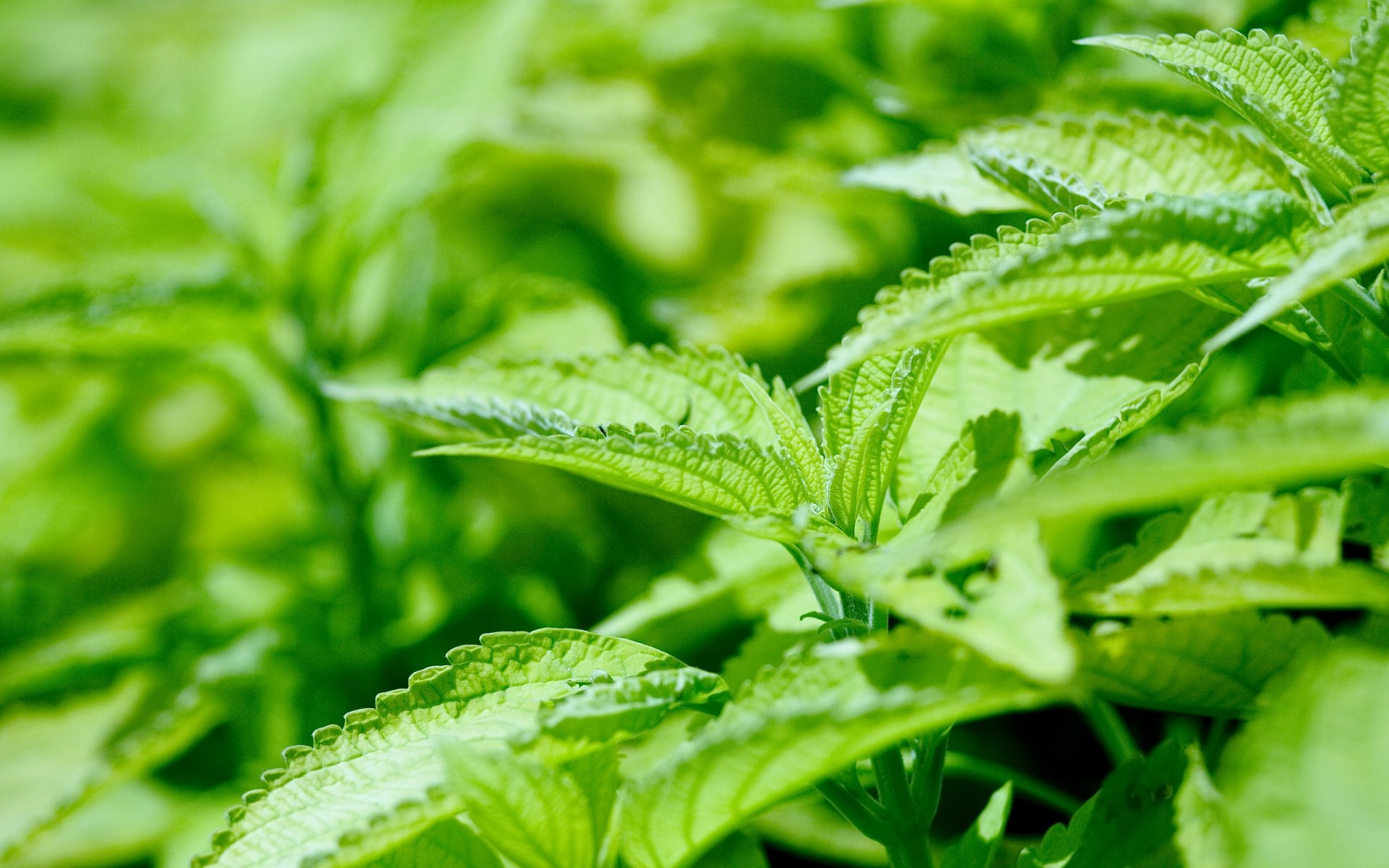 hojas, Verdes, Naturaleza, Humedas Wallpaper