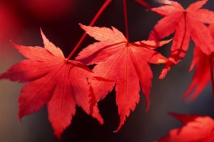hojas, Rojas, Naturaleza