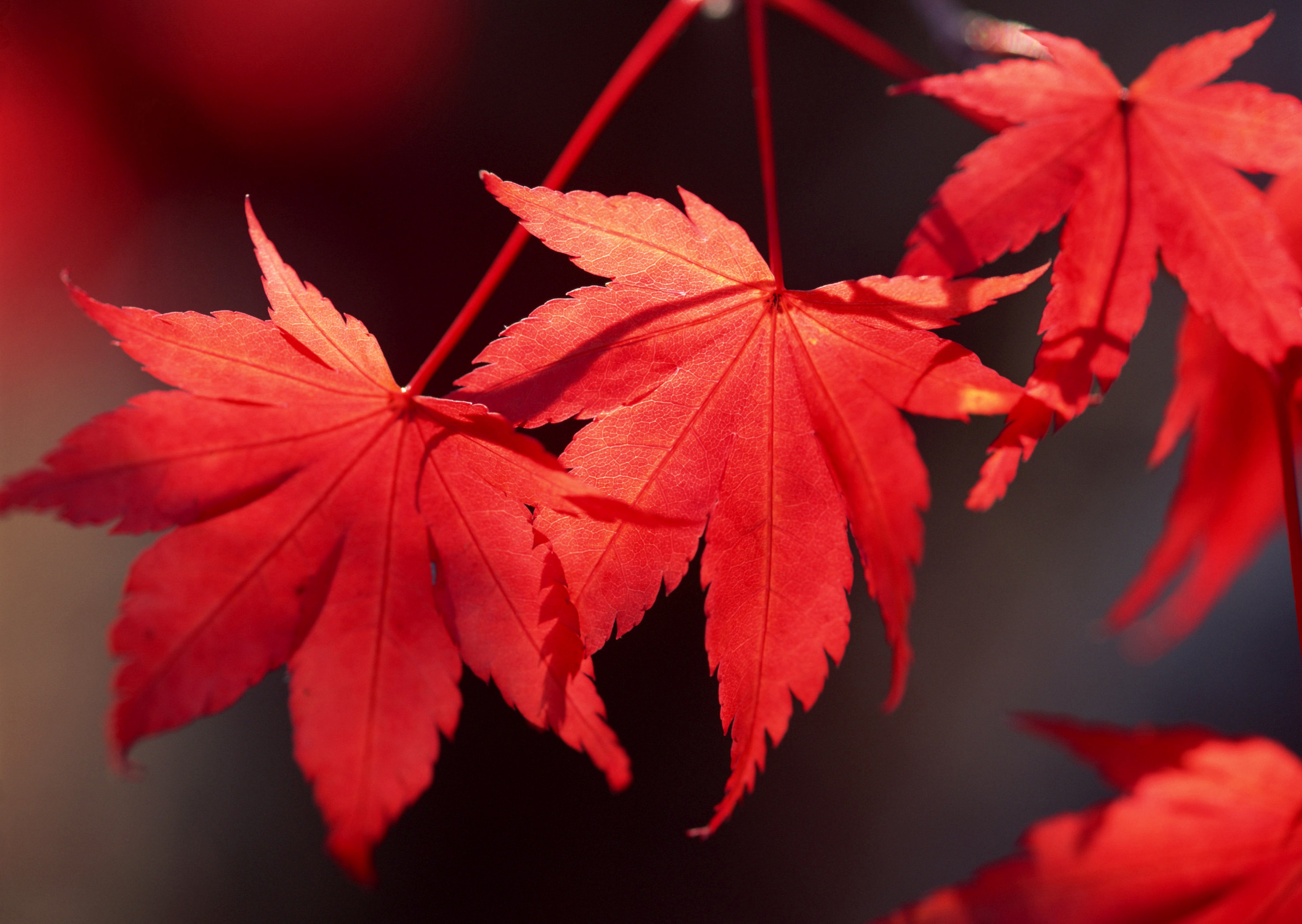 hojas, Rojas, Naturaleza Wallpaper