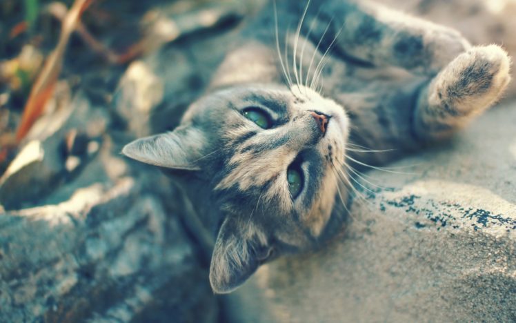cats, Animals, Pets HD Wallpaper Desktop Background