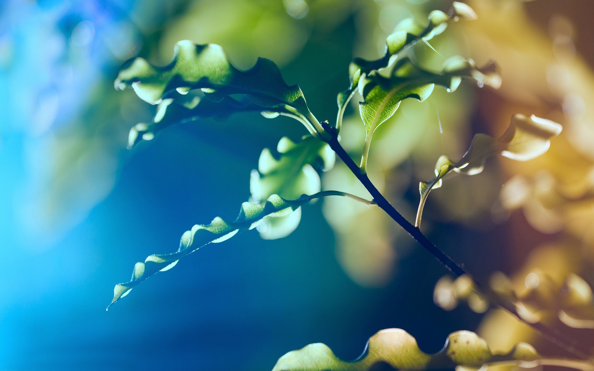 leaves, Plants Wallpaper