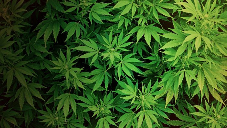 plantas, Marihuana, Naturaleza HD Wallpaper Desktop Background