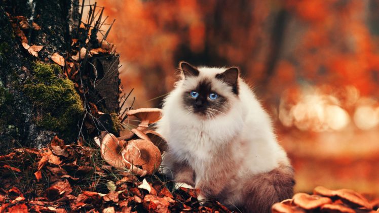 cute, Animal, Kitty, Cat, Blue, Eyes, Forest, Autumn HD Wallpaper Desktop Background