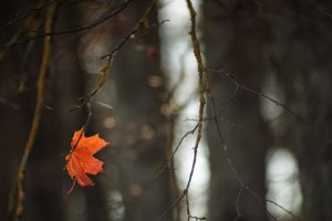 tree, Leaf, Beauty, Nature, Forest, Rain, Autumn, Red