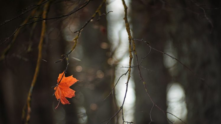 tree, Leaf, Beauty, Nature, Forest, Rain, Autumn, Red HD Wallpaper Desktop Background
