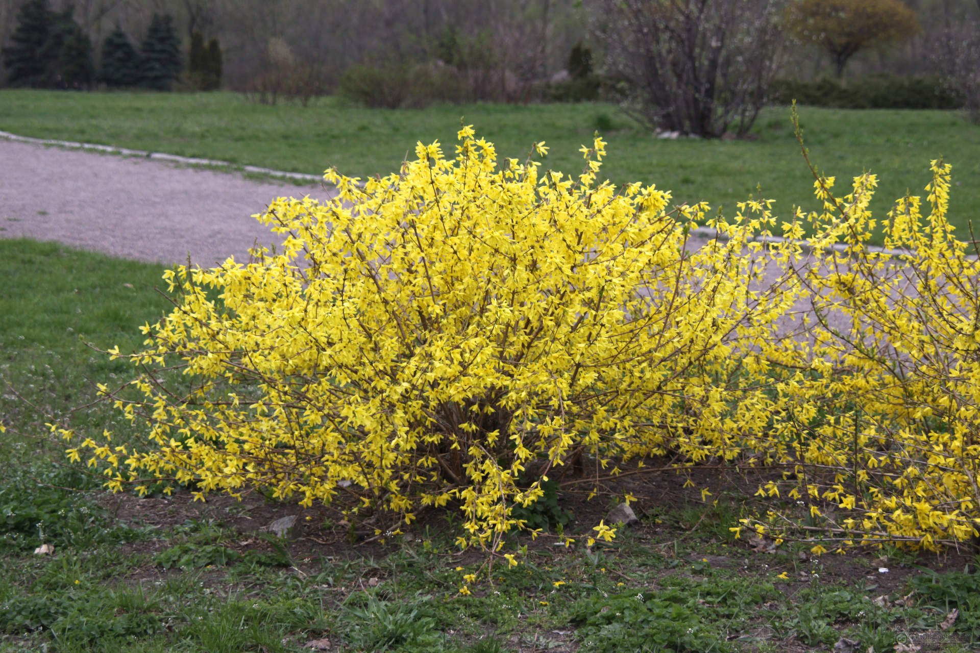 albusto, Amarillo, Planta, Naturaleza Wallpaper