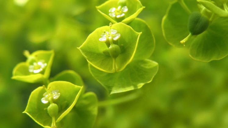plantas, Verdes, Naturaleza HD Wallpaper Desktop Background