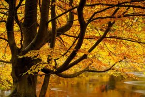 autumn, Tree, Lake, Landscape, Beauty, Nature