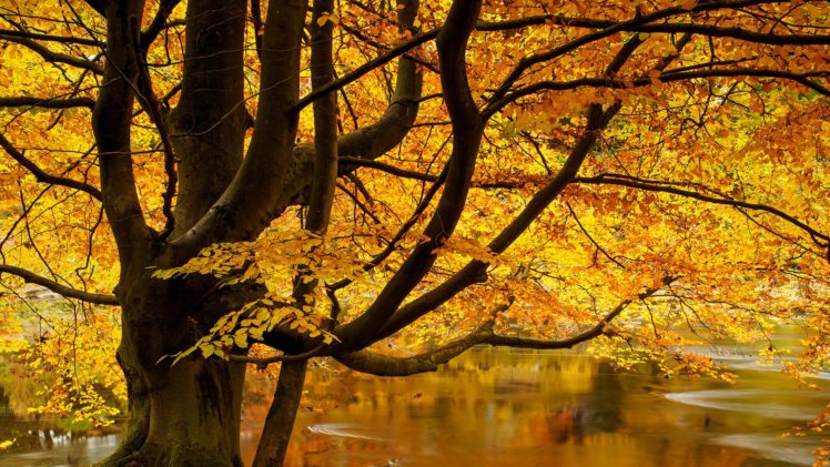 autumn, Tree, Lake, Landscape, Beauty, Nature HD Wallpaper Desktop Background