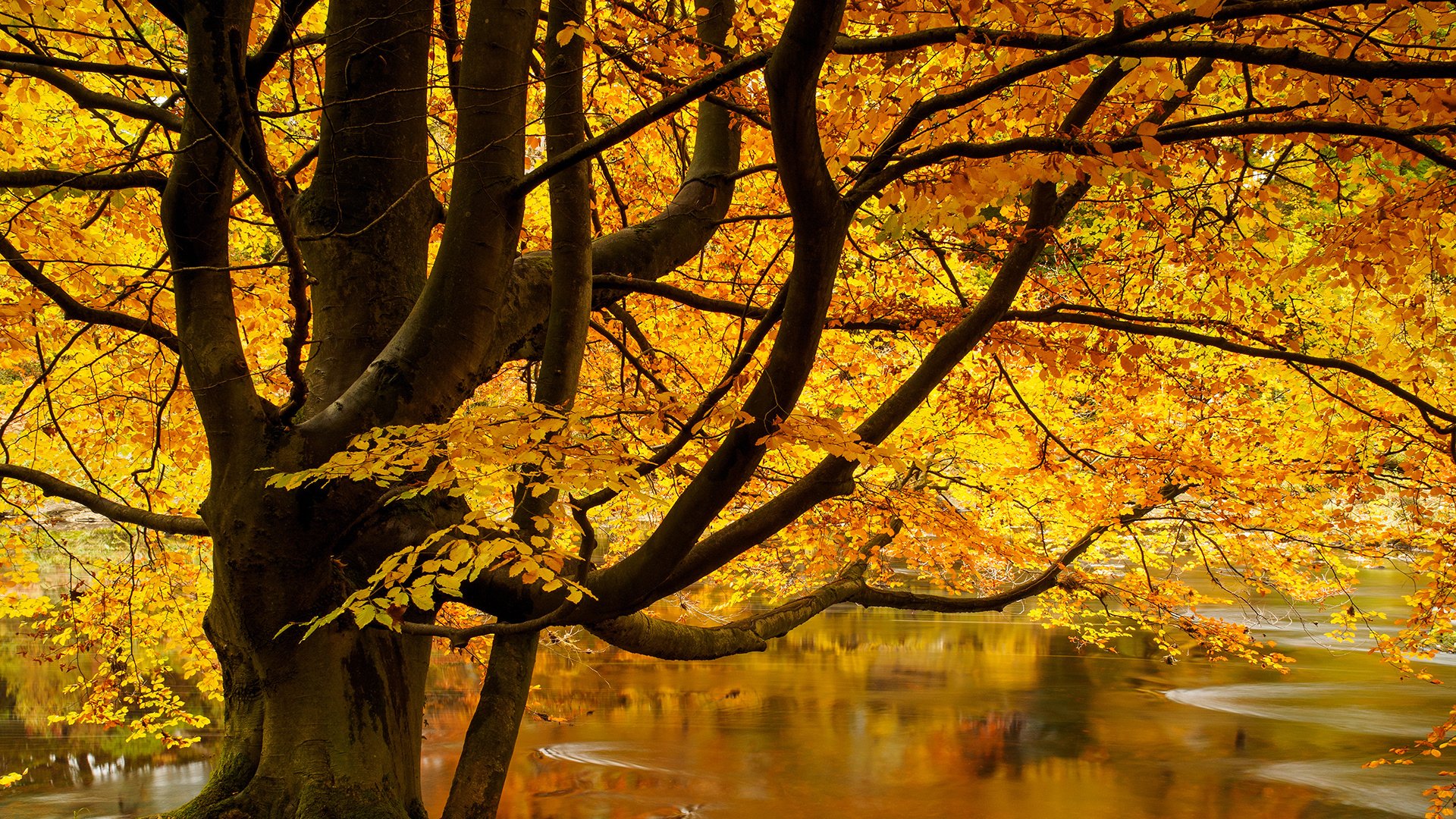 autumn, Tree, Lake, Landscape, Beauty, Nature Wallpapers HD / Desktop and Mobile  Backgrounds