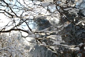 winter, Snow, Landscape, Nature