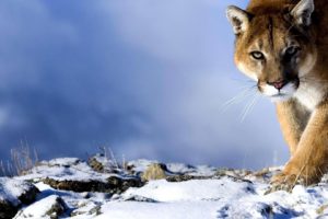 winter, Snow, Landscape, Nature, Cougar, Cat