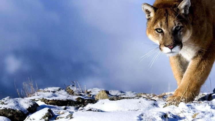 winter, Snow, Landscape, Nature, Cougar, Cat HD Wallpaper Desktop Background