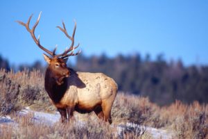 winter, Snow, Landscape, Nature, Deer, Elk